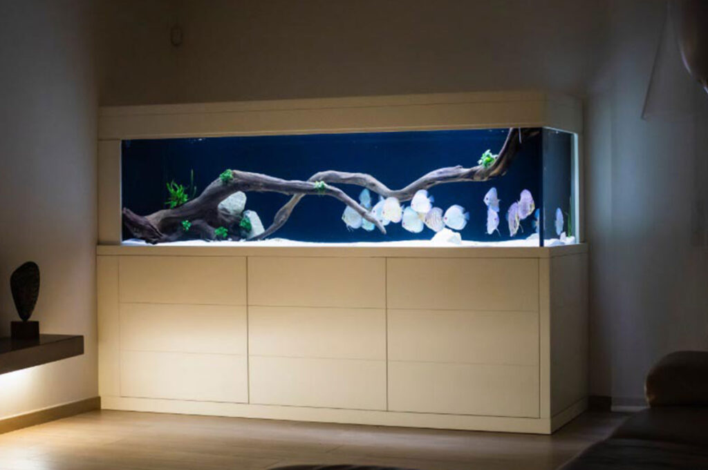 Custom Fish Tank Installation: What to Expect from Start to Finish