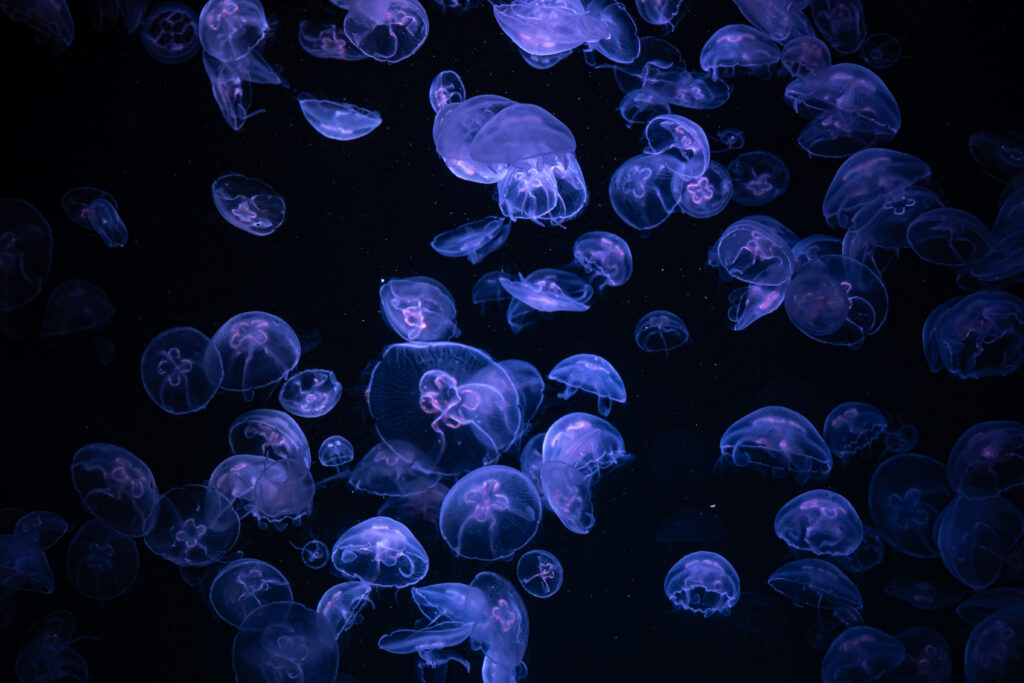 Jellyfish in a Fish Tank: Care Guide and Best Aquariums