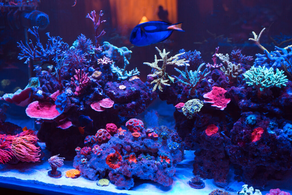 Contemporary Aquarium Designs for 2026