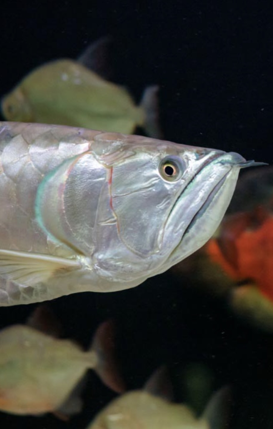 Arowana & Razze