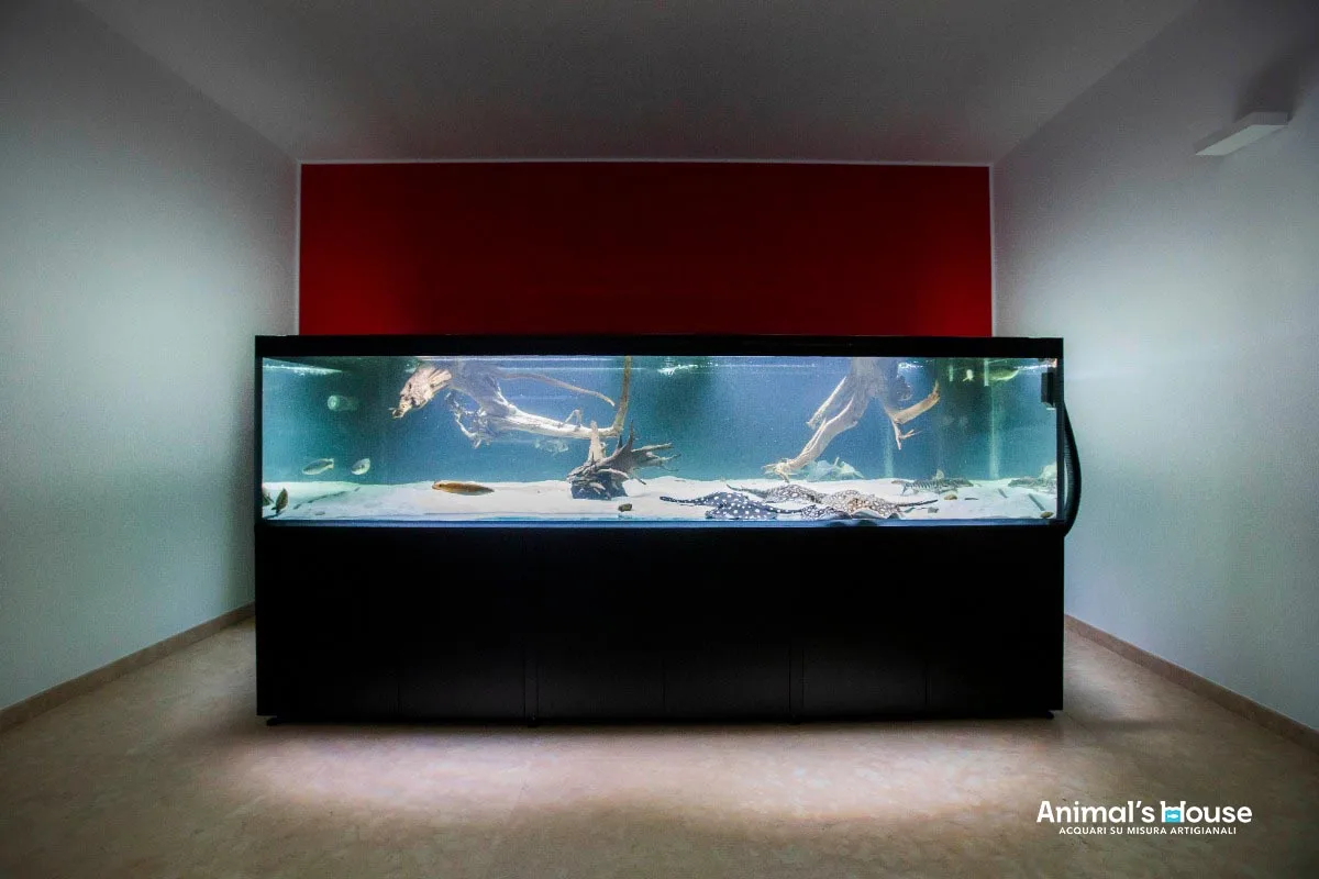 Acquario 3000 litri per potamotrygon e scleropages — CaVenza