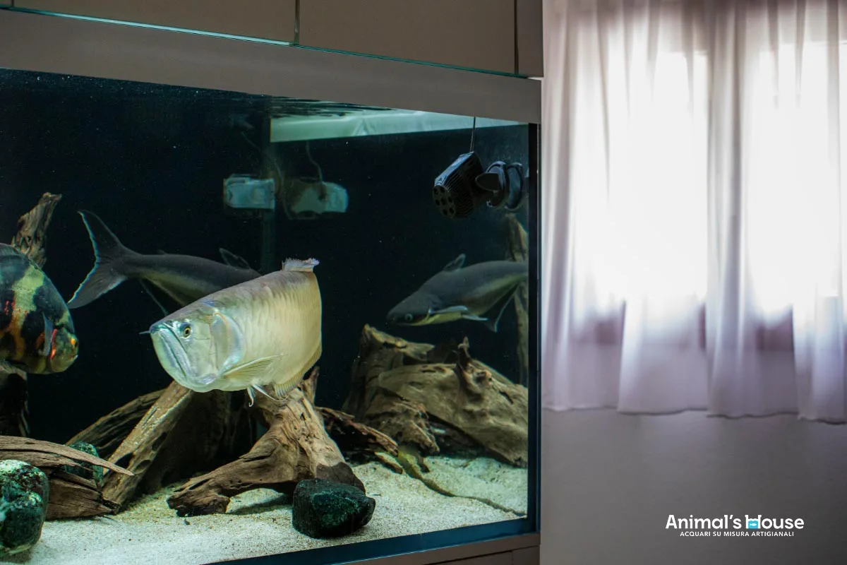 Acquario 2000 litri per arowana — CaVenza