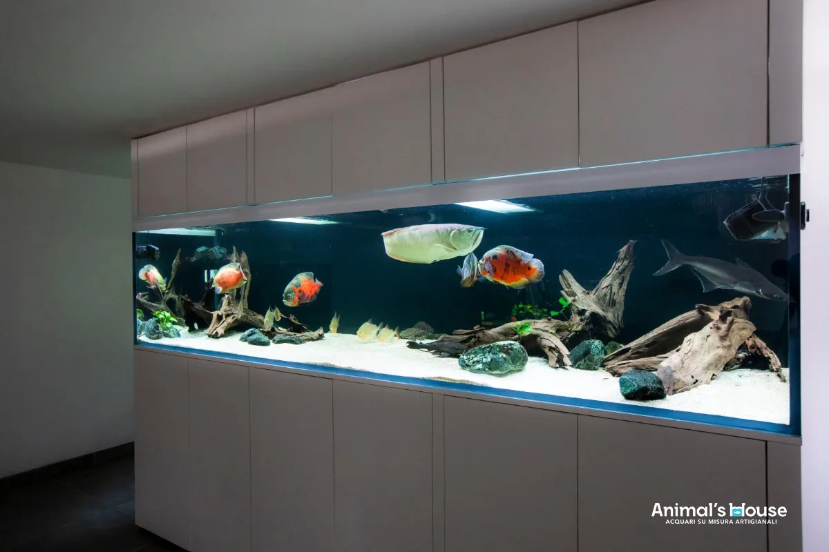 Acquario 2000 litri per arowana, visuale laterale — CaVenza