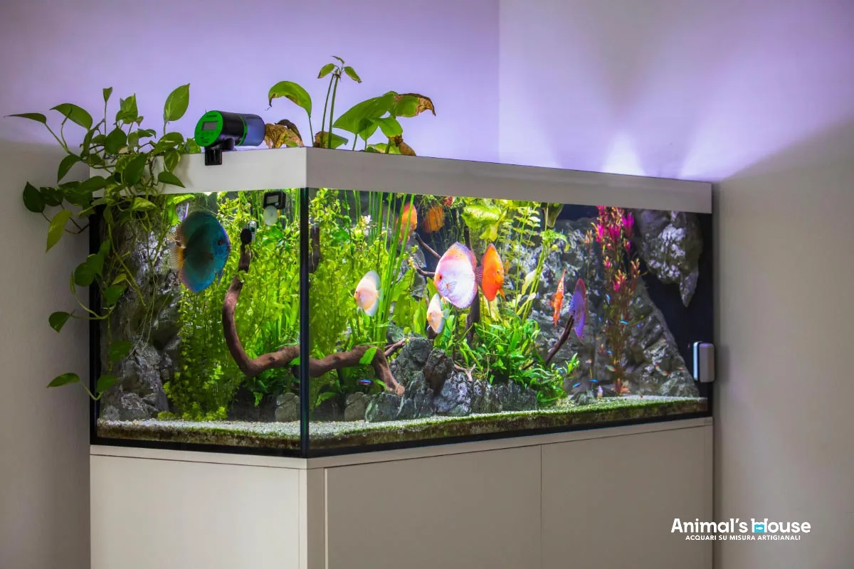Acquario 700 litri su misura per discus — CaVenza
