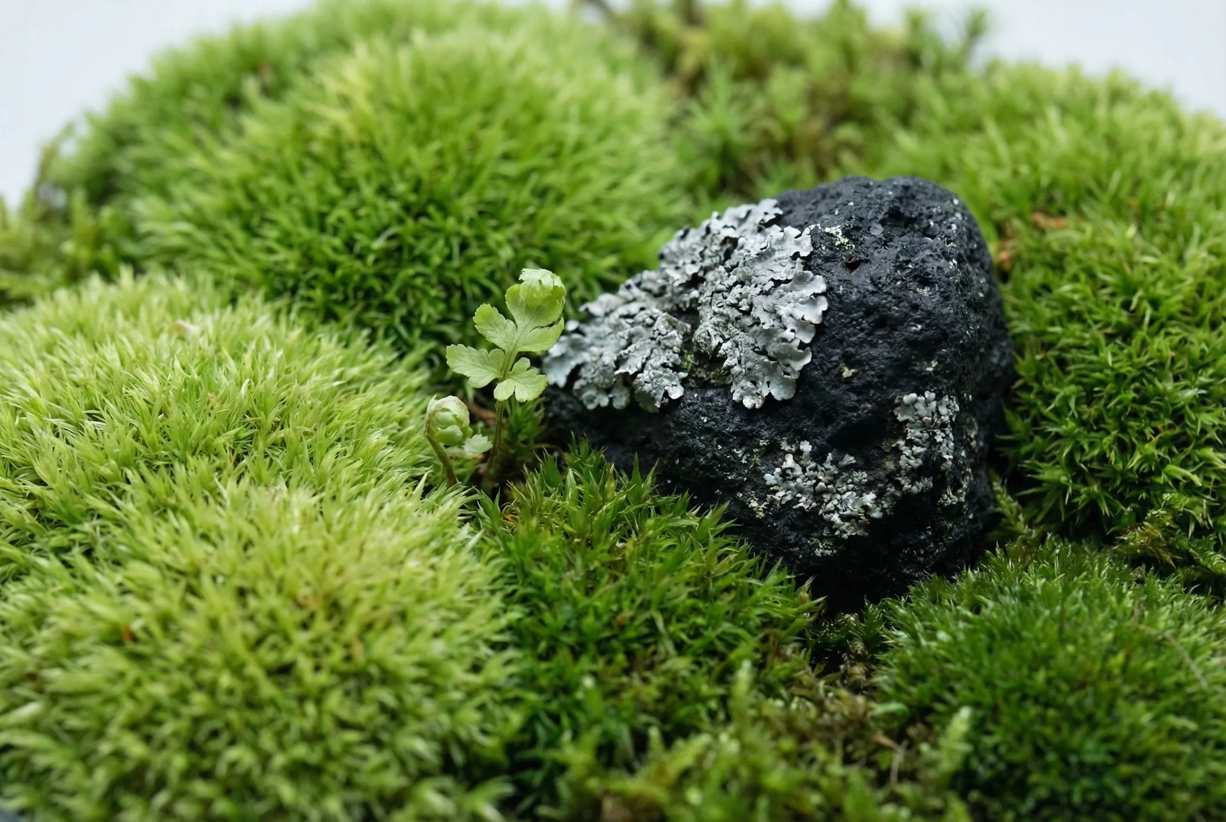 Il minimalismo del verde